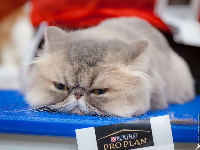 mycatgrooming в LOOKY. #кошачийгрумер,#грумингкошек,#грумингкошекмосква,#петгрумингкошек,#конкурсгрумингакошек
#грумингфест2022,#catgroomer,#catgrooming,#catbeauty,#groomerscompetition,#catgroomerscompetition,#catgroomingcompetition,#groomerscontest,#catgroomingcontest,#catgroomerscontest. На Грумингфесте я уч...