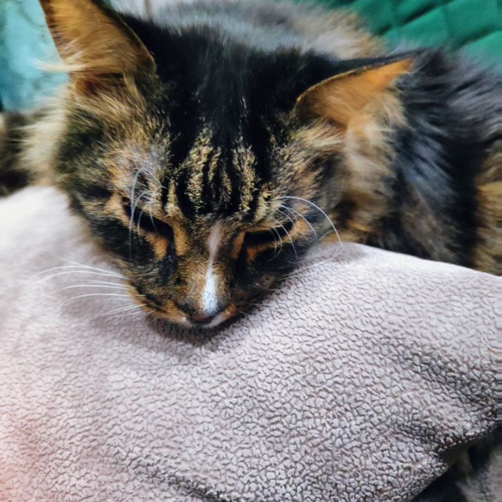 marinastsha в LOOKY. #mainecooncat,#mainecoon,#blackcatsofinstagram,#blackcat,#blackcatsclub,#котик,#кот,#котывинстаграме,#norvegianforestcat,#жизнькота,#catphoto,#catslover,#,#обожаюживотных,#безкотаижизньнета,#cat_features,#cat_of_instagram,#кошачьяжизнь,#золотойфонддрузей,#catsloversworld,#catlife,#catphoto,#lifewithcats,#sellos,#gatos,#gatosfofos,#gatosfofo,#gatosnoinstagram,#mainecooncat,#mainecoon,#blackcatsofinstagram,#blackcat,#blackcatsclub,#котик,#кот,#котывинстаграме,#norvegianforestcat,#жизнькота,#catphoto,#catslover,#,#обожаюживотных,#безкотаижизньнета,#cat_features,#cat_of_instagram,#кошачьяжизнь,#золотойфонддрузей,#catsloversworld,#catlife,#catphoto,#lifewithcats,#sellos,#gatos,#gatosfofos,#gatosfofo,#gatosnoinstagram. Беня...устал...всю н...