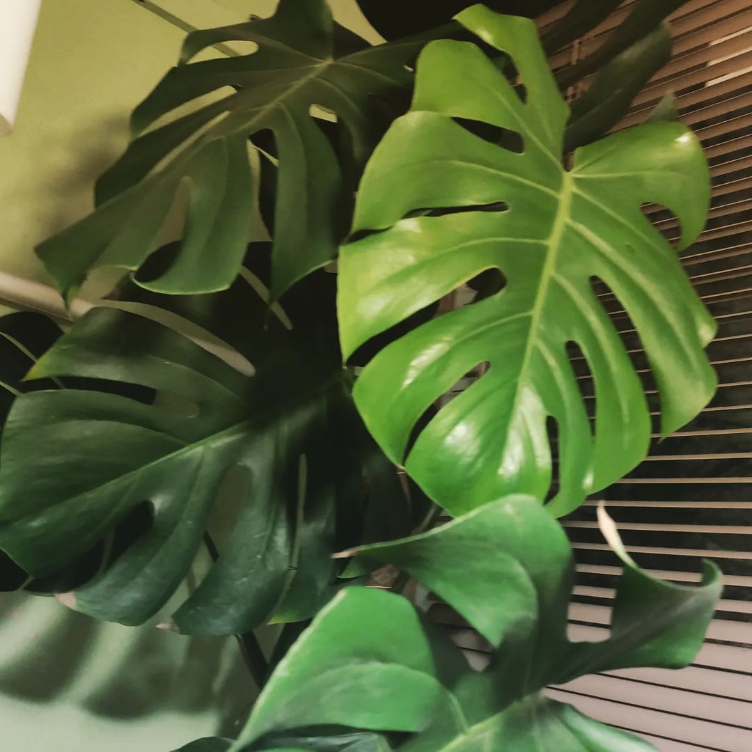 🌿Эта Монстера в нашей семье уже много лет🌿В начале это были скромные 4 листочка😊, теперь в ней 1,2 метра роста и роскошная листва🌿
🌿
#monstera #монстера #домашниерастения #flowers