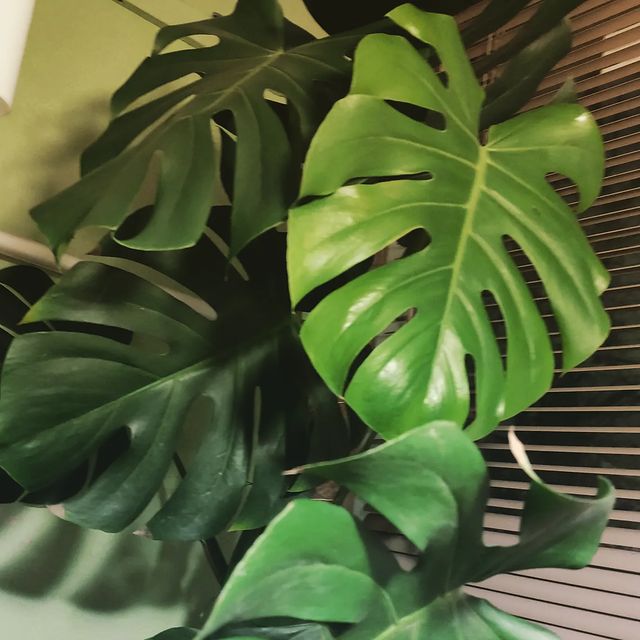 kostyunina.evgeniya в LOOKY. #monstera,#монстера,#домашниерастения,#flowers. 🌿Эта Монстера в наш...