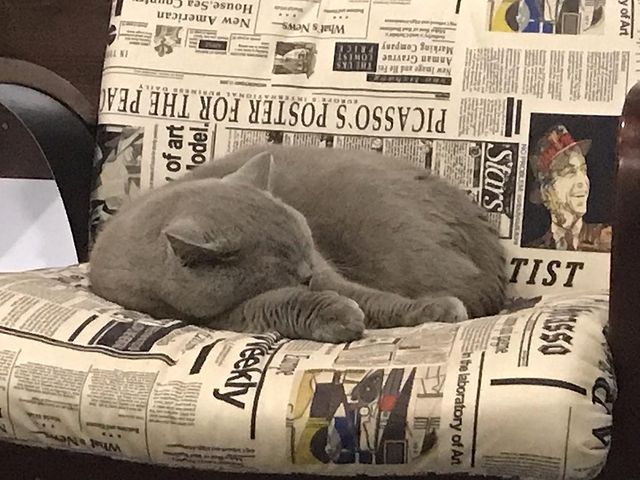 valerich_tula в LOOKY. #кот,#безкотаижизньнета,#сон,#котспит. 4 стадии сна кота… �...