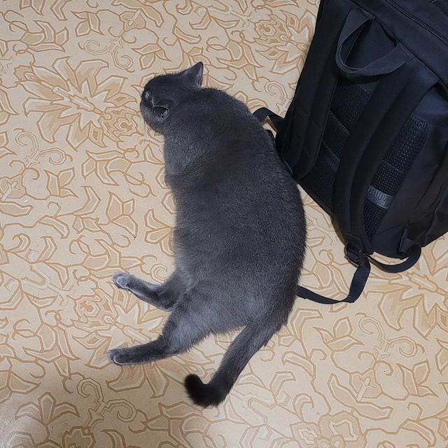 vadim_gvd в LOOKY. #кот,#кошка,#котик. #кот #кошка #котик