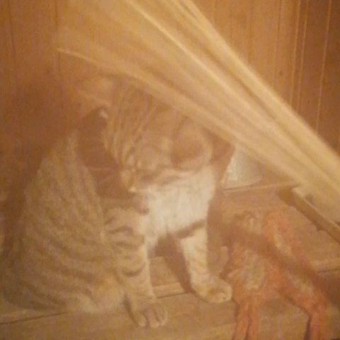 nikolay12.2005 в LOOKY. #котпаритсявбане. #котпаритсявбане
@en...