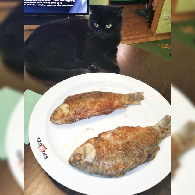bysa_cats в LOOKY. #кот,#cat,#cats,#kitten,#catstagram_japan,#kittycat,#meow,#NoFilter,#instacat,#猫,#ねこ,#neko,#Repost,#blackcat,#cute,#instagramcats,#weeklyfluff,#kitty,#kittens,#catlife,#catlover,#blackstarcat,#scottishfold,#pet,#bysa_cats,#catsofinstagram,#catoftheday,#love,#photography,#고양이. Кому рыбоф? Продаю з...