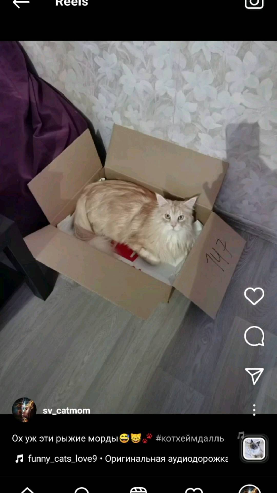 heimdallrcoon в LOOKY. #котхеймдалль. Видосы не загружает ...