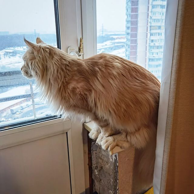 heimdallrcoon в LOOKY. #котхеймдалль,#котики,#maincoon,#cat,#mainecoons,#instacat. В стойке, взгляд на ...