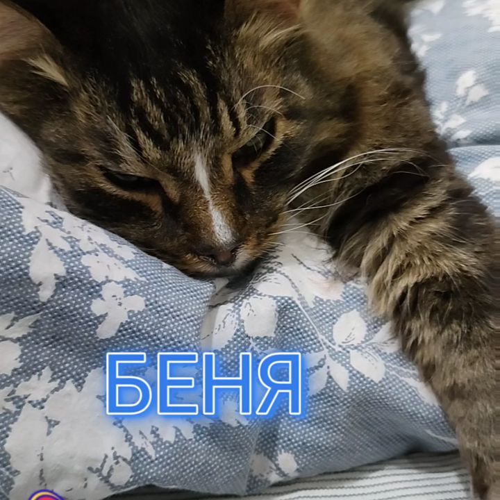 marinastsha в LOOKY. #mainecooncat,#mainecoon,#blackcatsofinstagram,#blackcat,#blackcatsclub,#котик,#кот,#котывинстаграме,#norvegianforestcat,#жизнькота,#catphoto,#catslover,#,#обожаюживотных,#безкотаижизньнета,#cat_features,#cat_of_instagram,#кошачьяжизнь,#золотойфонддрузей,#catsloversworld,#catlife,#catphoto,#lifewithcats,#sellos,#gatos,#gatosfofos,#gatosfofo,#gatosnoinstagram. Беня: ну не встану я...