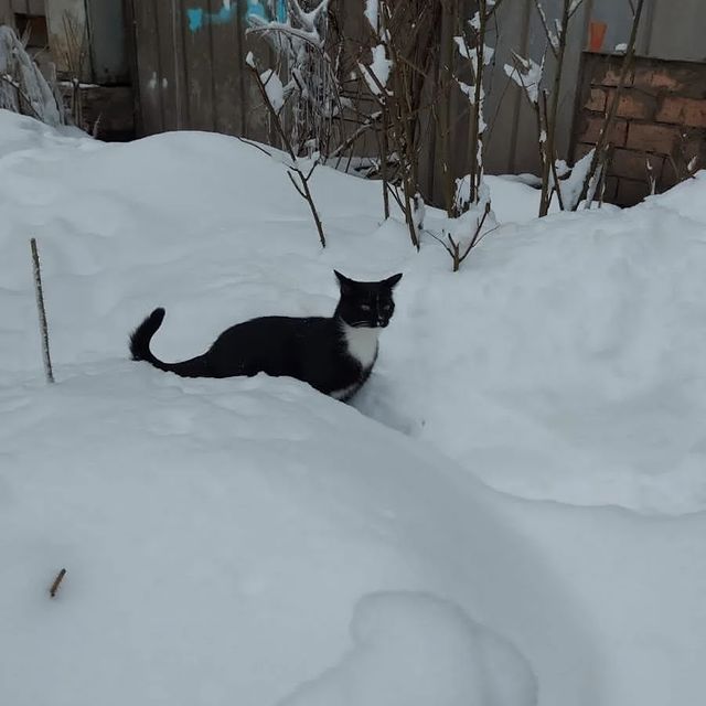 daniellamalinovskaa в LOOKY. . Феликс гуляет
