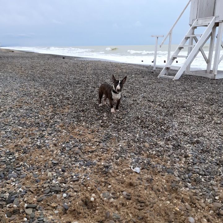 kennel.bss в LOOKY. #minibull,#minibullterrier,#mbt,#pippambt,#black_sea_star,#dogsbss,#минибультерьеры,#миниатюрныйбультерьер,#мбт,#пиппамбт,#блэк_сиа_стар,#собаки_бсс. 🇬🇧 Pippa and Black...