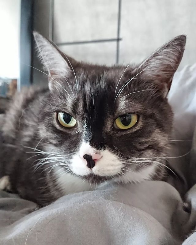 tchainka в LOOKY. #ветклиникаежик,#поможемвместе,#городкоролев,#клиникаежик,#котепифантий,#пифочкадругчеловека,#vetejik. Я крайне редко ставл...