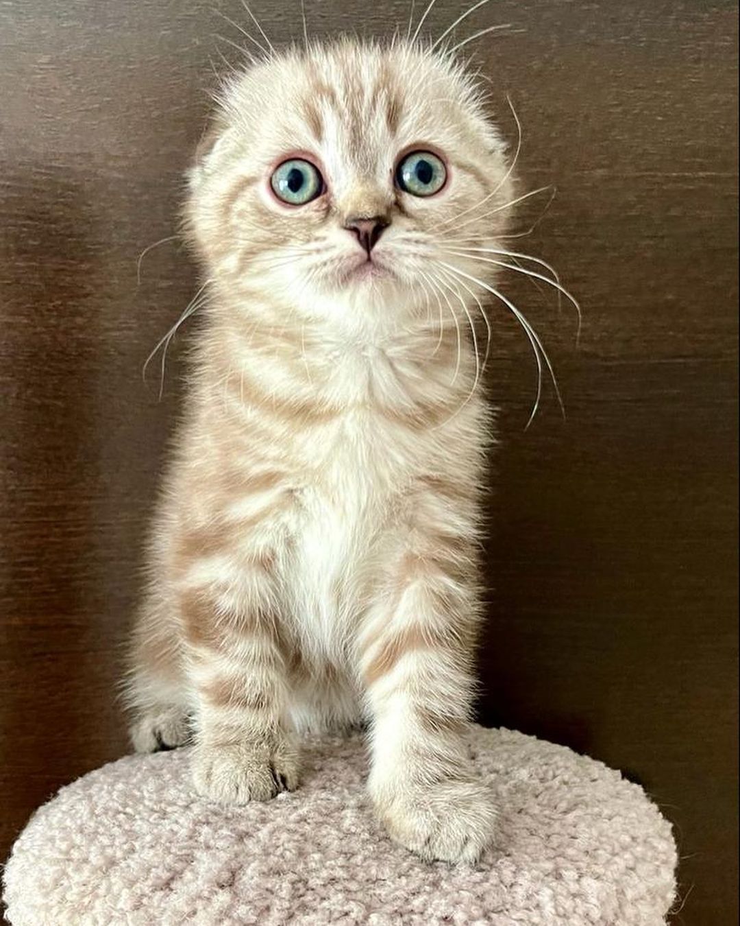 ekaterinaka777 в LOOKY — фото 3