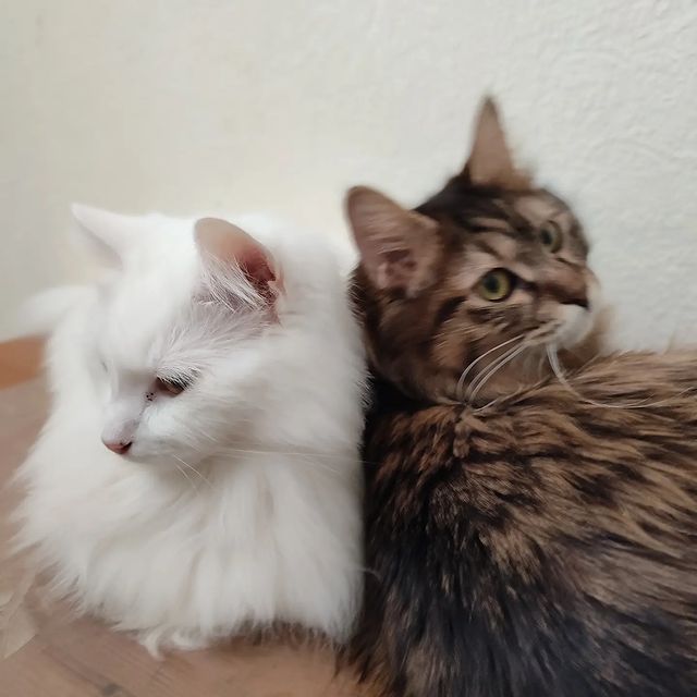gardemarincat в LOOKY. #курильскийбобтейлмосква,#питомниккурильскихбобтейлов,#kurilian_bobtail,#bobtailcat,#catstagram,#gardemarincat. Эти двое тоже всегда...