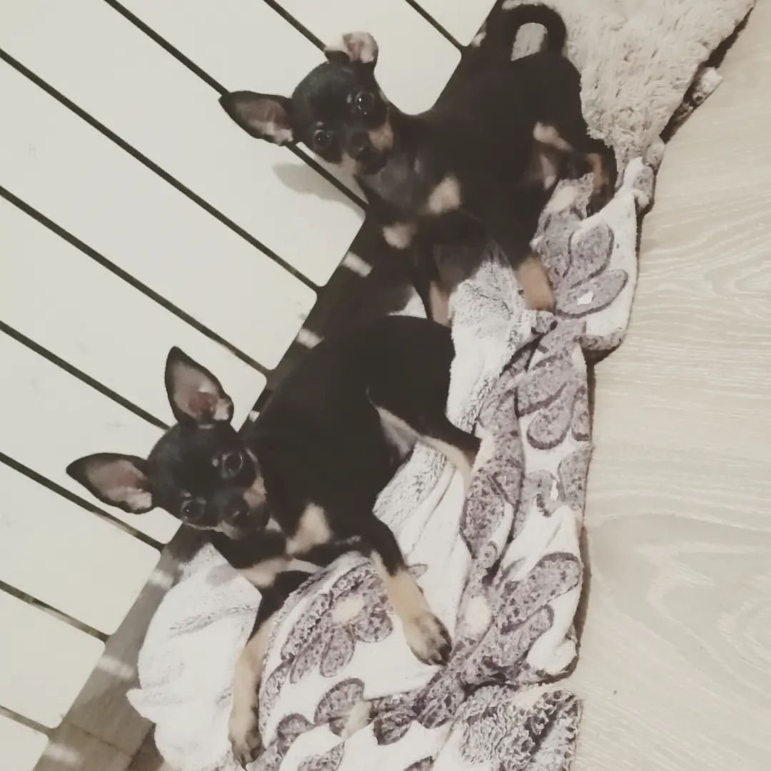 anna0809k в LOOKY. #dogs,#doglovers,#puppy#dogsofinstagram,#dog,#instadog,#ilovemydog,#тойтерьер,#тойчики,#тойчикисамыеклассные,#риччи,#дейзи,#happybirthday,#сднемрождения. #dogs #doglovers #pu...