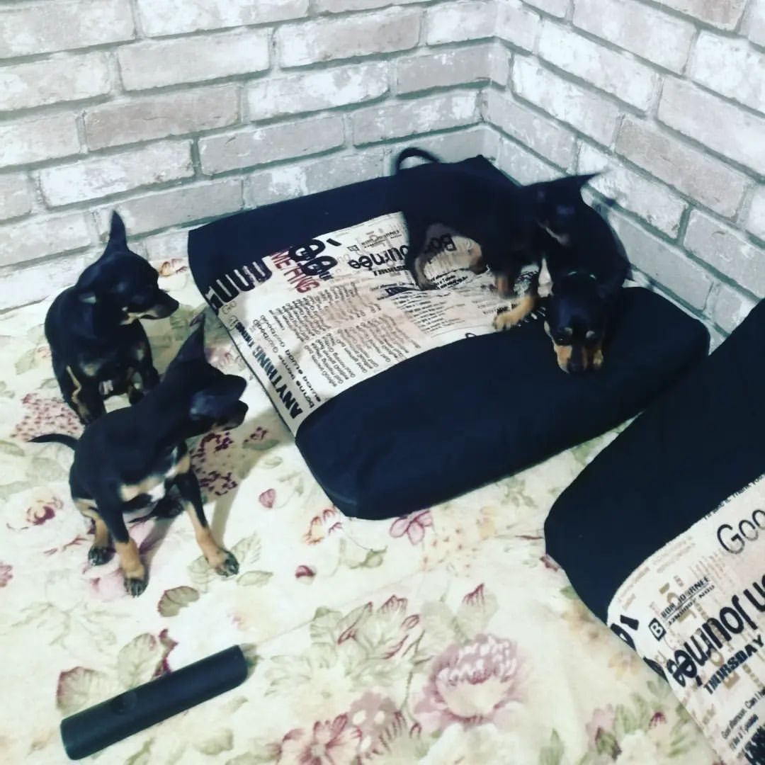 anna0809k в LOOKY. #dogs,#doglovers,#puppy,#dogsofinstagram#puppylove,#dog,#instadog,#ilovemydog,#тойтерьер,#той,#тойчик,#тойчикисамыеклассные,#малыши,#риччи,#дейзи,#сьюзи,#арчи. #dogs #doglovers #pu...
