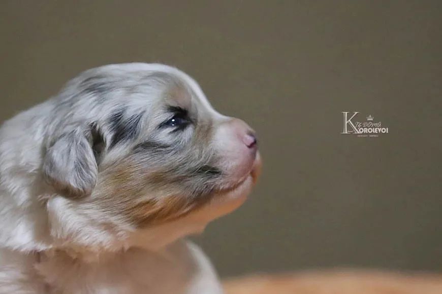 iz_doma_korolevoi_kennel в LOOKY — фото 4