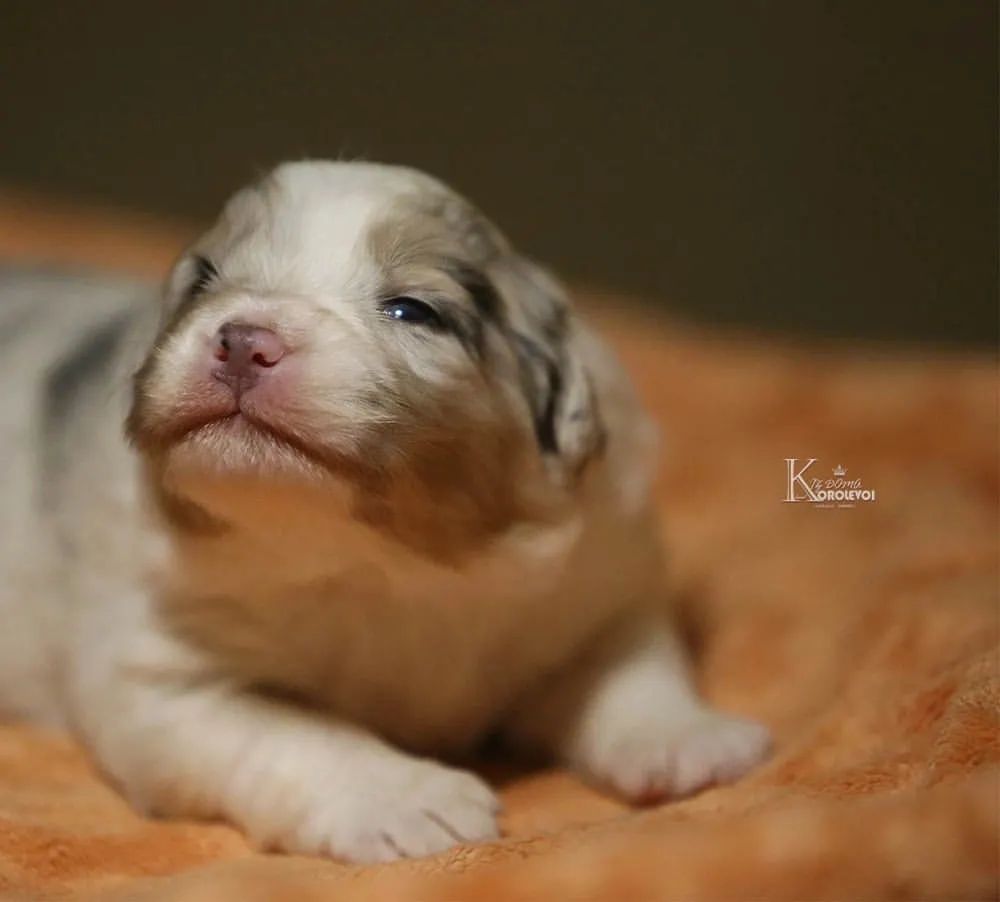 iz_doma_korolevoi_kennel в LOOKY — фото 2