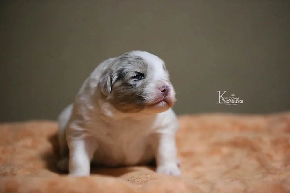 iz_doma_korolevoi_kennel в LOOKY — фото 3