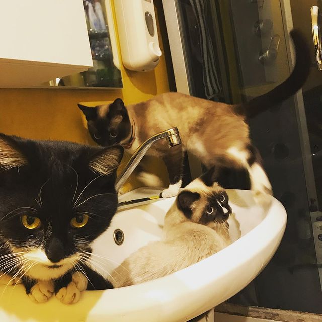 anna_shashkina_19 в LOOKY. #КОТОТЕРАПИЯ,#аксель,#пуля,#златан,#муж,#я,#дружная,#онисомнойвезде,#котосемья,#томск. Кому нужна #КОТОТЕРА...