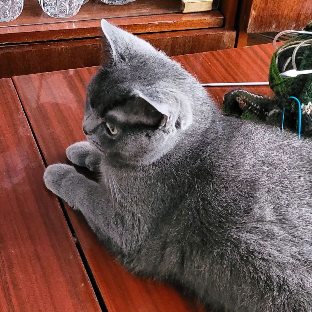 vadim_gvd в LOOKY — #кот #кошка #котик