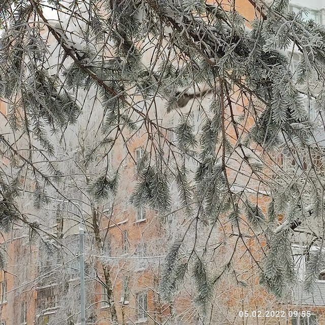 elenas0703 в LOOKY. #зима,#февраль,#изморось,#winter,#frost,#february,#blackandwhite. Чёрно-белое утро фев...