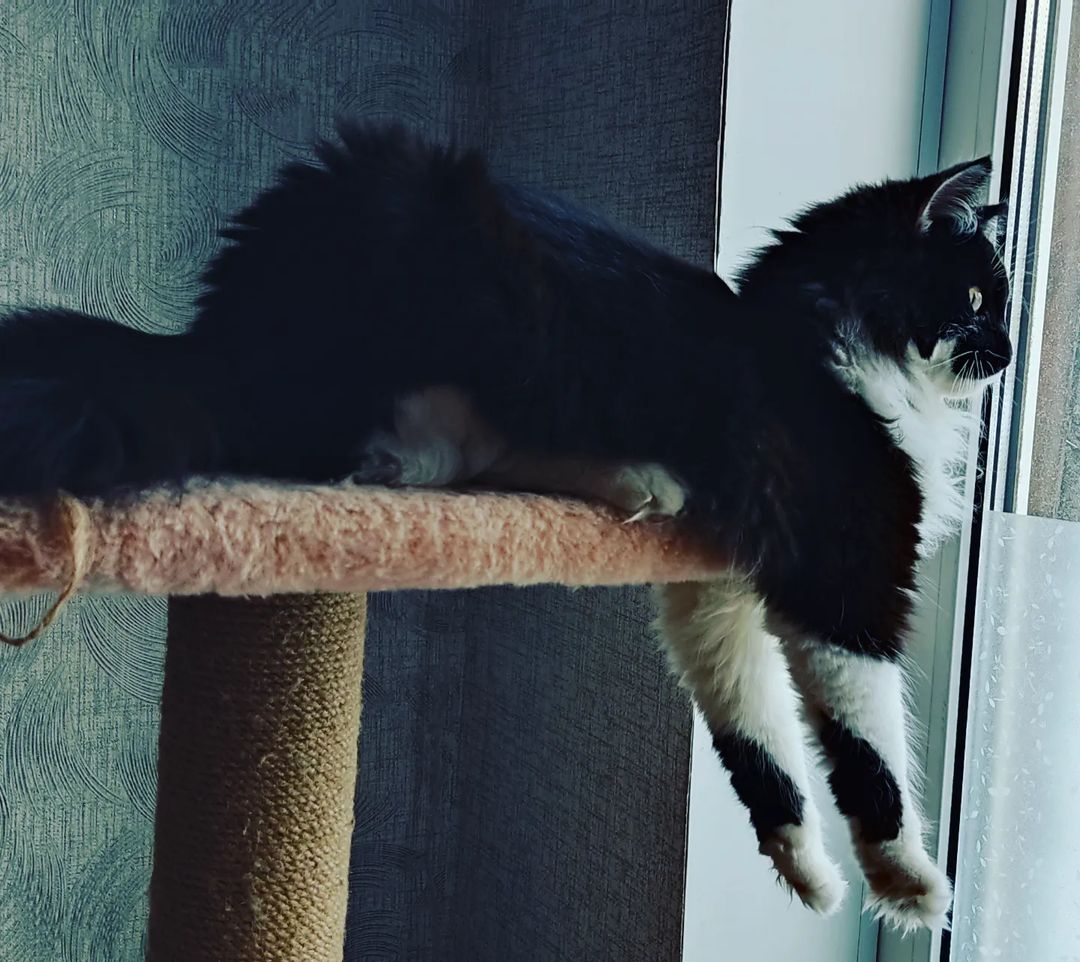 niutalisa в LOOKY — публикация