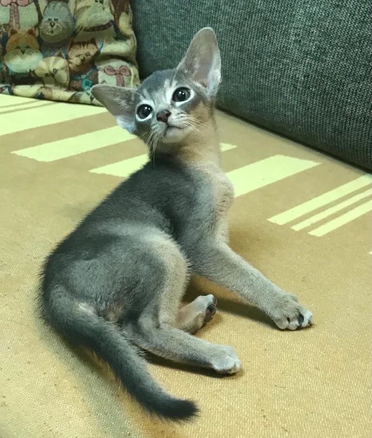 abyssinian_wildaby в LOOKY — фото 2