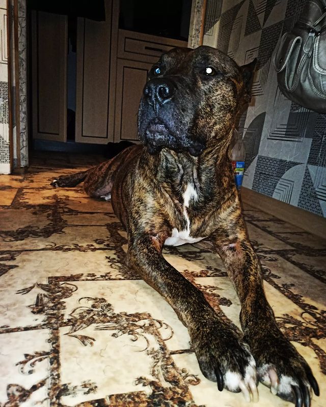 poli_ivanova87 в LOOKY. . Мухамедяров на чиле