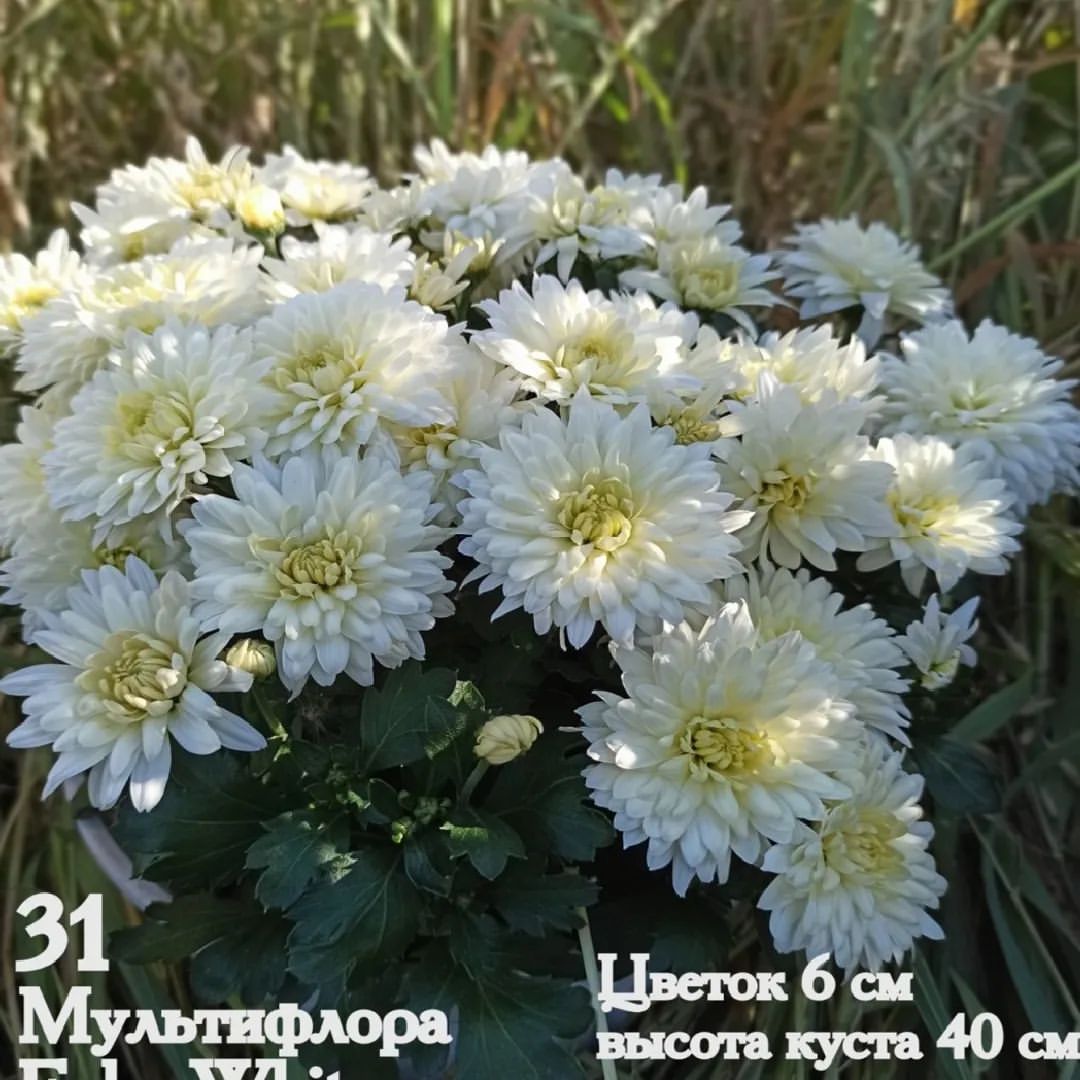 lav_for_etsy в LOOKY — Хризантемы мультифлора, пробую новинки!

#вегетки #вегетатив