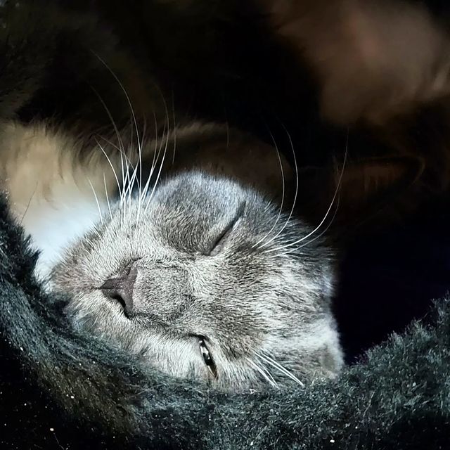 lipatovmv в LOOKY. #amazingcat,#toypet,#pet,#spb,#спб,#animal,#instacat,#ванлав,#carpetshark,#гиперактивность,#tomcat,#котенок,#кот,#мяу,#meow,#кекскот,#kexcat,#sleepanimal. Редкое фото. Кот спи...