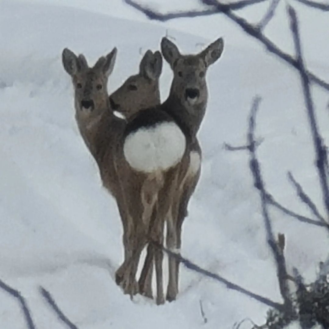 bogodyazh77 в LOOKY — фото 6