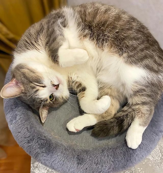 it.kotik в LOOKY. #девиздня,#кошки,#коты,#коттихон,#котодень. Сделай всё. И даже б...