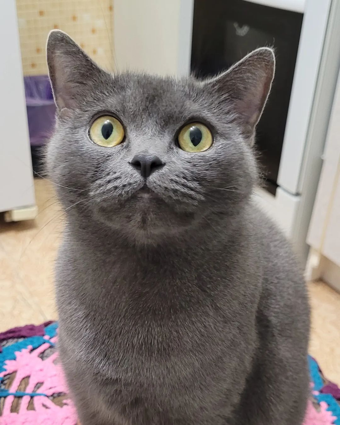 vadim_gvd в LOOKY — #кот #котик #кошка