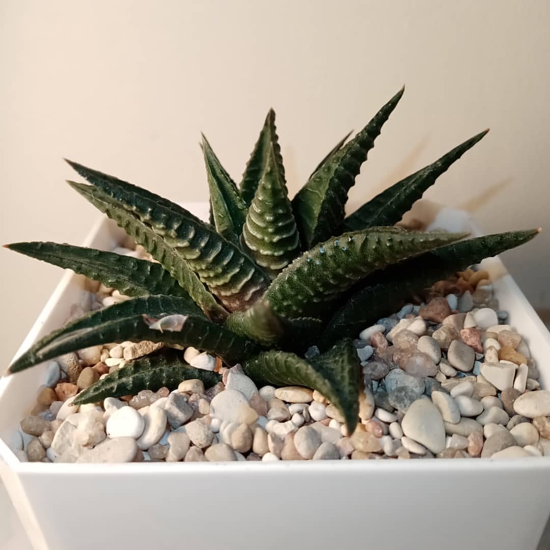 _juliasplants_ в LOOKY — 37. Хавортия лимифолия 
Розетку формируют копьевидные листья
