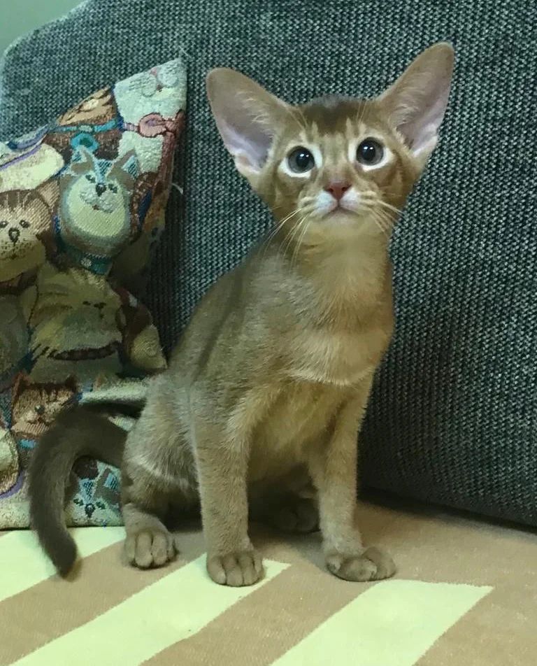 abyssinian_wildaby в LOOKY — фото 2