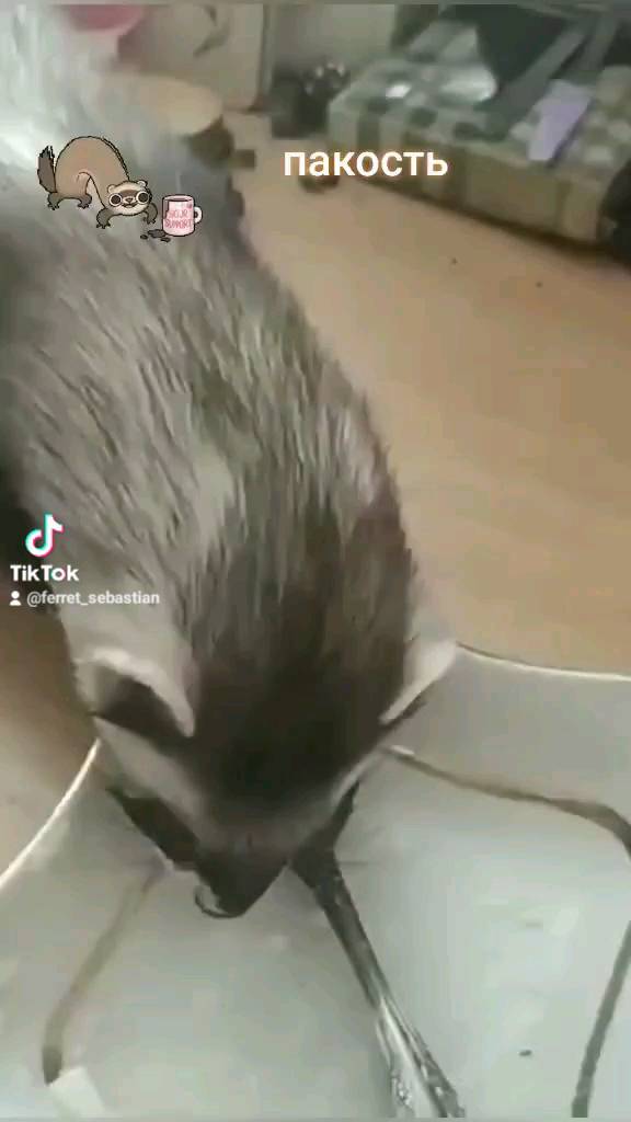olesiklisenok38 в LOOKY. . Видео из архива: кор...
