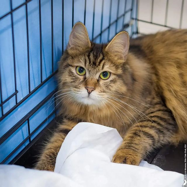 gardemarincat в LOOKY. #выставкакошек,#курильский_бобтейл,#kurilianbobtail,#icu,#catshow,#catterycat,#catsofinstagram. Пока в ринге свою ко...