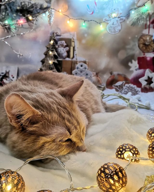 cat__redcat в LOOKY. #рыжий_распакуй,#рыжийкот,#инстакот,#безкотажизньнета,#безкотаскукота,#котизм,#мойкот,#котозависимость,#мойлюбимыйкот,#котоблог,#котовасия,#котейка,#котэ,#котик,#котики,#люблюкотиков,#котикинаркотики,#новыйгод,#подарки,#кошкиправятмиром,#новыйгод,#подарки,#тайныйсанта,#котопочта. Не думал не гадал я,...