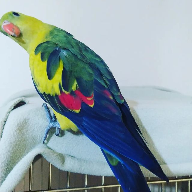 eeenverkilinccc в LOOKY. #regentparrot,#papağan,#papağaneğitimi,#papağansahiplendirme,#papagan,#papaganturkiye,#papaganegitimi,#parrottrainer,#papağanlar,#parrottraining,#parrot,#jakopapağan,#aleksanderpapağanı,#rozellapapağanı,#pursaklar,#çubuk,#ankara,#akyurt,#keçiören,#kayıkpapağanı,#papağankafesi,#ankarapapağanüretimi. 🦜🦜🦜Regent Papağan...