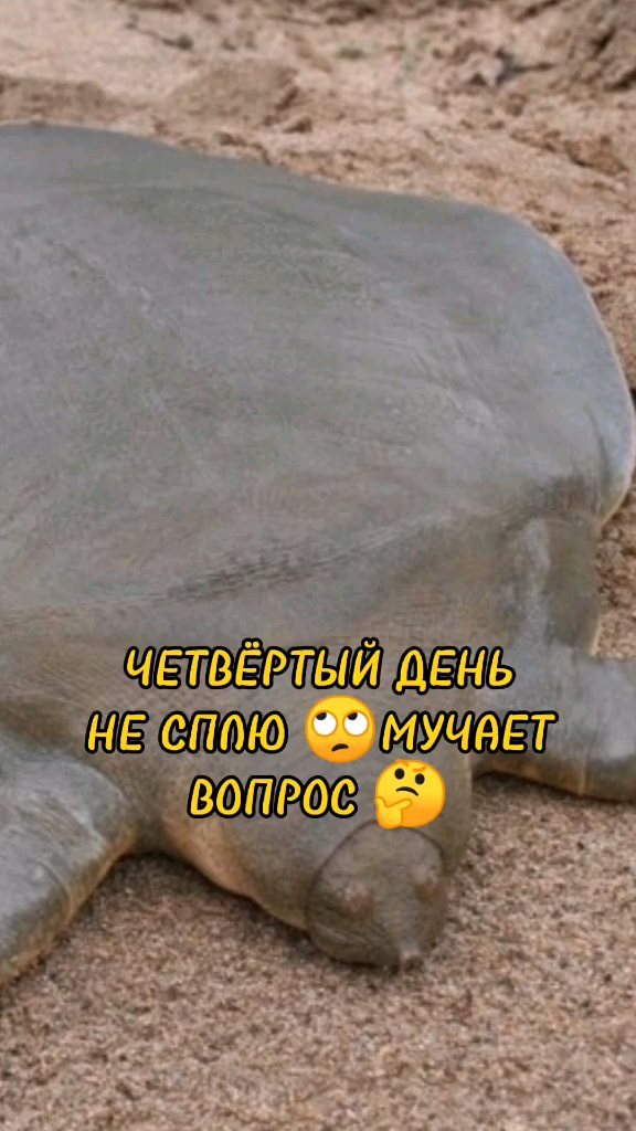 xsen93 в LOOKY. . null