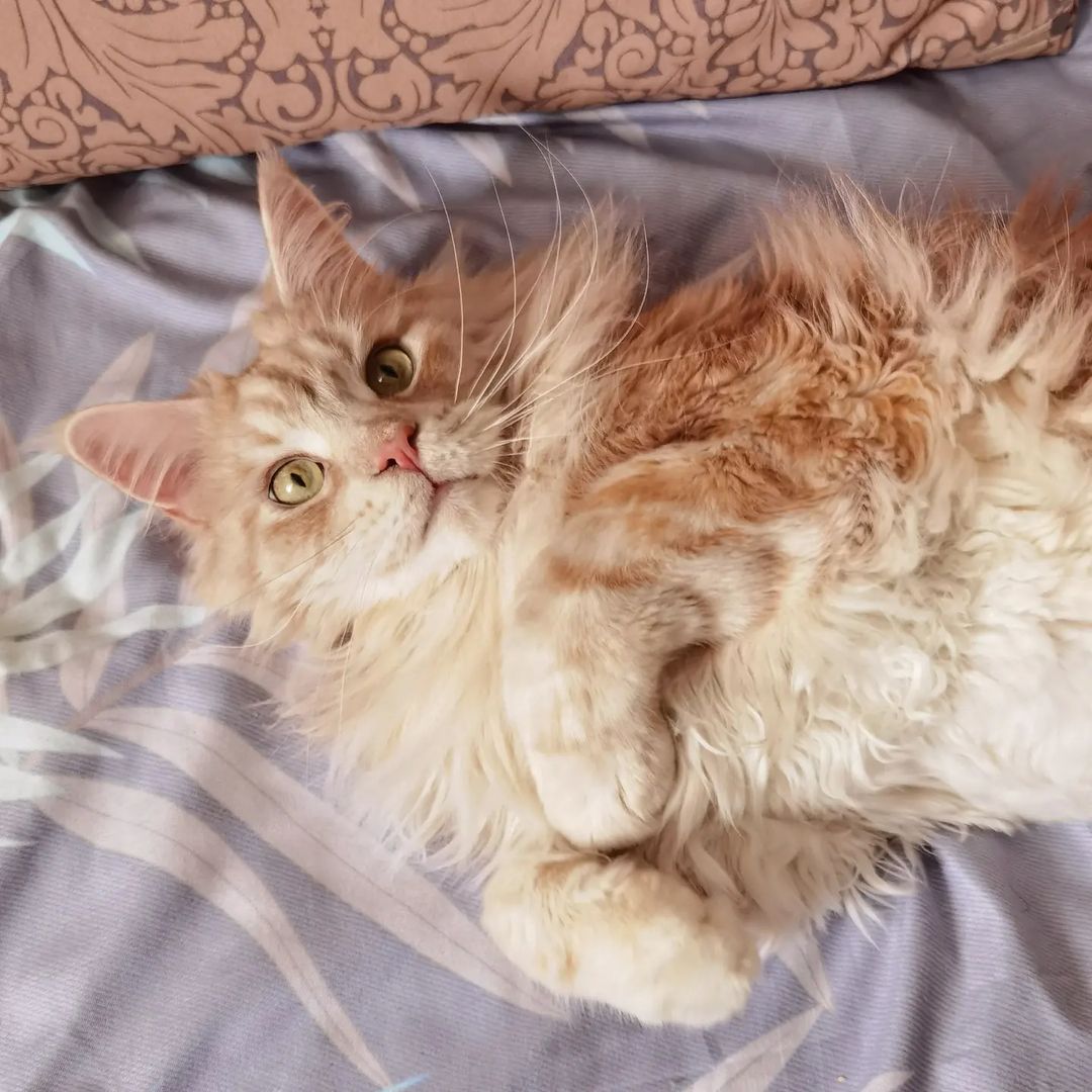 heimdallrcoon в LOOKY — Я самый шладкий котик мамин пирожочек🍭🥧🍬🐈
.
#котхеймдалл