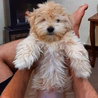 mohamad.hj.2026 in LOOKY. #dogs,#doglovers,#کودک,#کودکانه,#بچه,#پسر,#shitzu,#shithzu,#poodlelove,#retriever,#pameranian,#پامرانین_خرسی,#پامرانین_عروسکی,#فروشی,#فروش_توله,#فروش_سگ,#فروش_توله_شیتزو,#3mounth,#sale,#sale_dog,#puppylove,#puppylife,#puppydog. پوووو خپلان سه ماهه ...