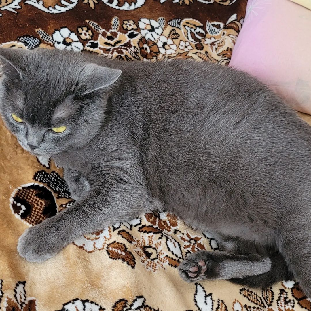 vadim_gvd в LOOKY — #кот #котик #кошка