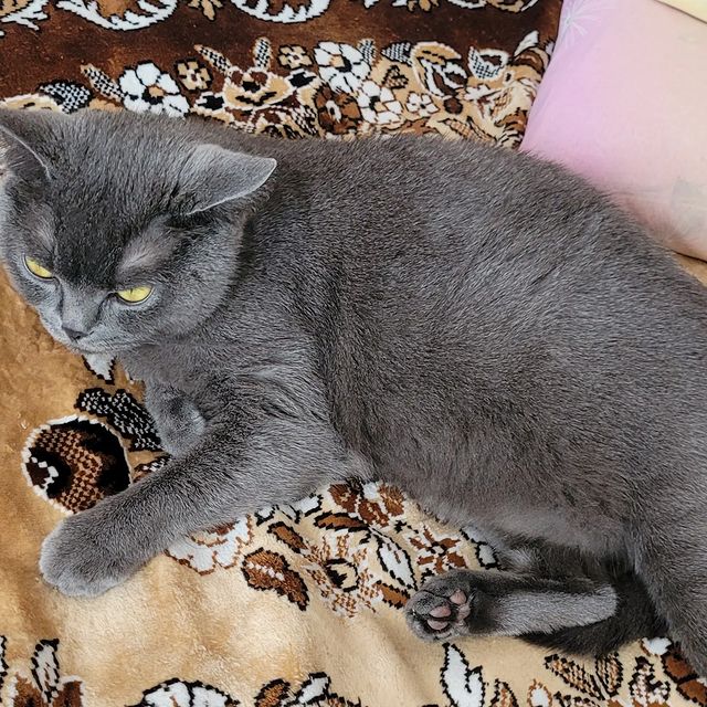 vadim_gvd в LOOKY. #кот,#котик,#кошка. #кот #котик #кошка