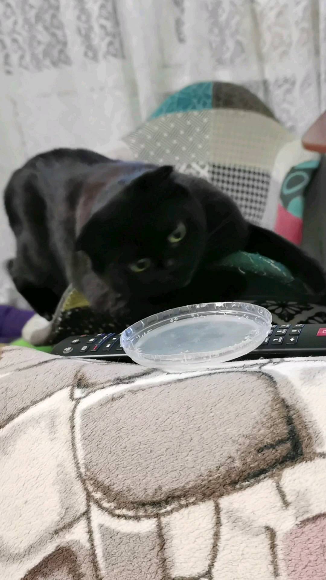 bysa_cats в LOOKY. #кот,#cat,#cats,#kitten,#catstagram_japan,#kittycat,#meow,#NoFilter,#instacat,#猫,#ねこ,#neko,#Repost,#blackcat,#cute,#instagramcats,#weeklyfluff,#kitty,#kittens,#catlife,#catlover,#blackstarcat,#scottishfold,#pet,#bysa_cats,#catsofinstagram,#catoftheday,#love,#photography,#고양이. А у вас есть такая и...