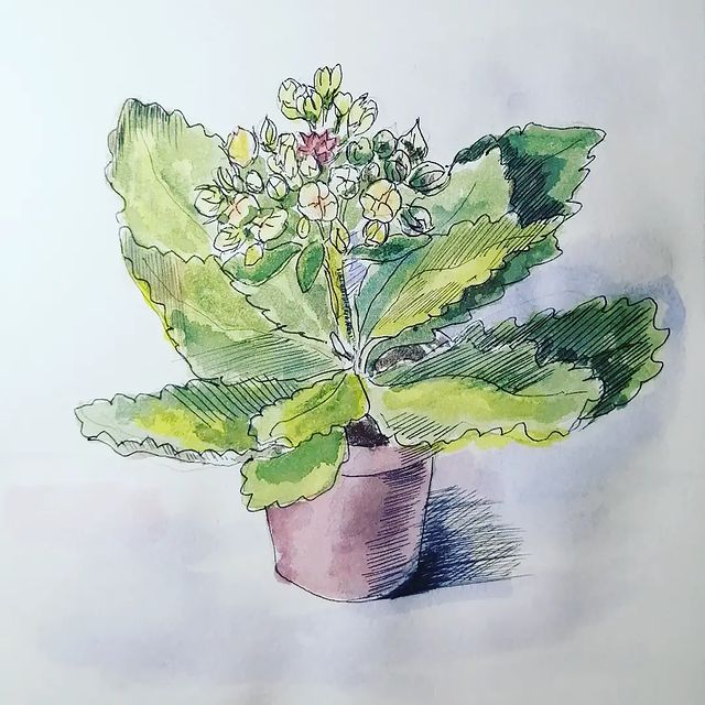 mariamileshkina в LOOKY. #рисую,#акварель,#скетч,#цветыакварелью,#каланхоэ,#watercolor,#drawingeveryday. Выходной, а выйти не...