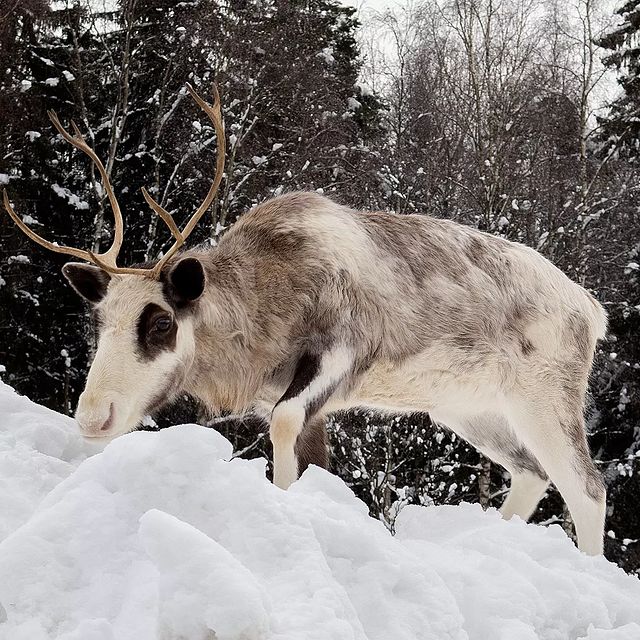 the.tail.wind в LOOKY. #nature#naturelife#naturephotography#wild#wildlifestyle#callofthewild#tailwindphoto#animals#rangifer_tarandus#reindeer#caribou#природа#дикаяжизнь#зовприроды#фотогоафииприроды#животные#олени#северныйолень#карибу. #nature#naturelife#n...