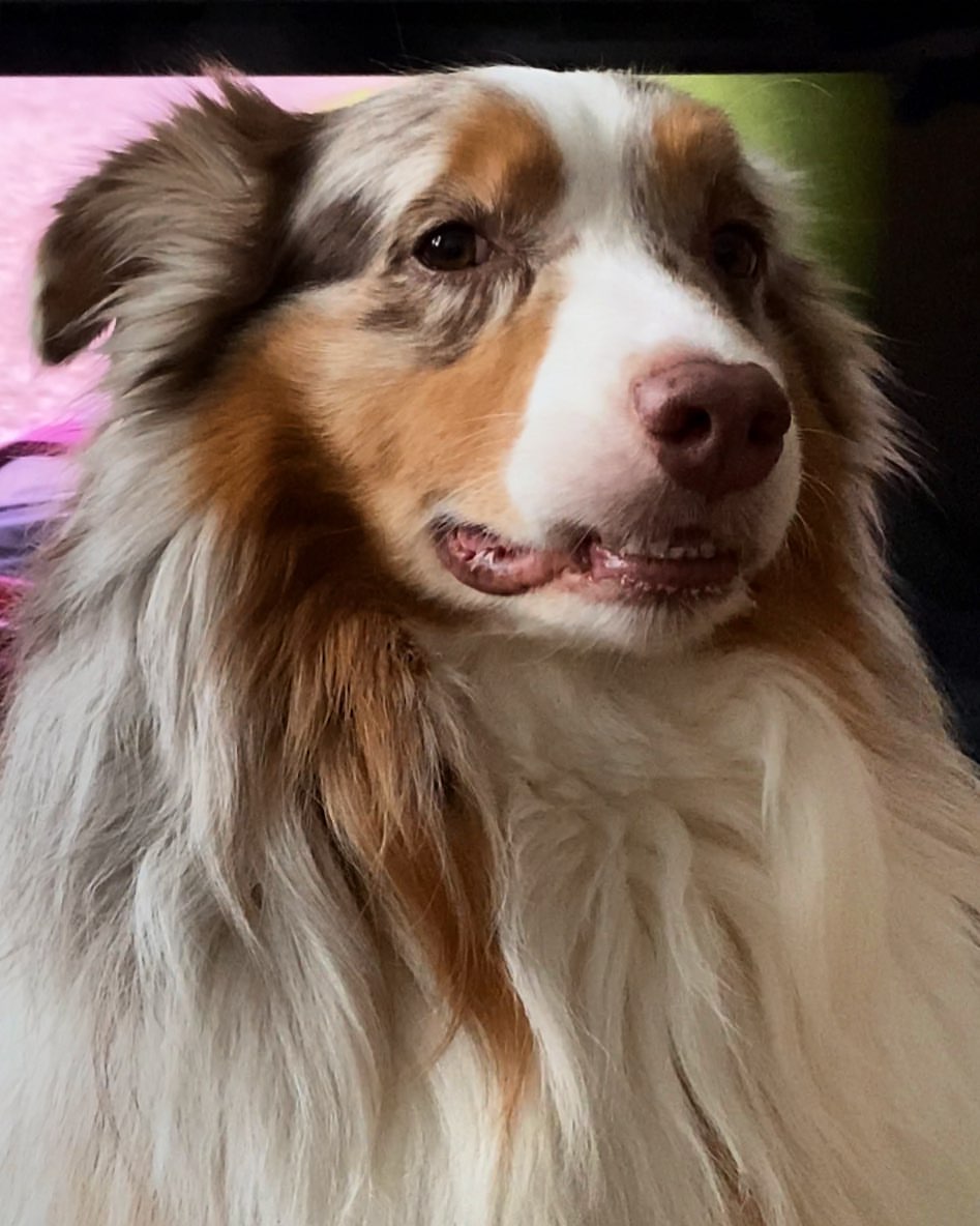 moedogdelo в LOOKY — его величество сэр Пиксель 😅
главный по сериалам 🙂
#aussie
