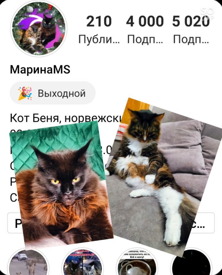 marinastsha в LOOKY. #mainecooncat,#mainecoon,#blackcatsofinstagram,#blackcat,#blackcatsclub,#котик,#кот,#котывинстаграме,#norvegianforestcat,#жизнькота,#catphoto,#catslover,#,#обожаюживотных,#безкотаижизньнета,#cat_features,#cat_of_instagram,#кошачьяжизнь,#золотойфонддрузей,#catsloversworld,#catlife,#catphoto,#lifewithcats,#sellos,#gatos,#gatosfofos,#gatosfofo,#gatosnoinstagram. 4000 подписчиков!!!�...