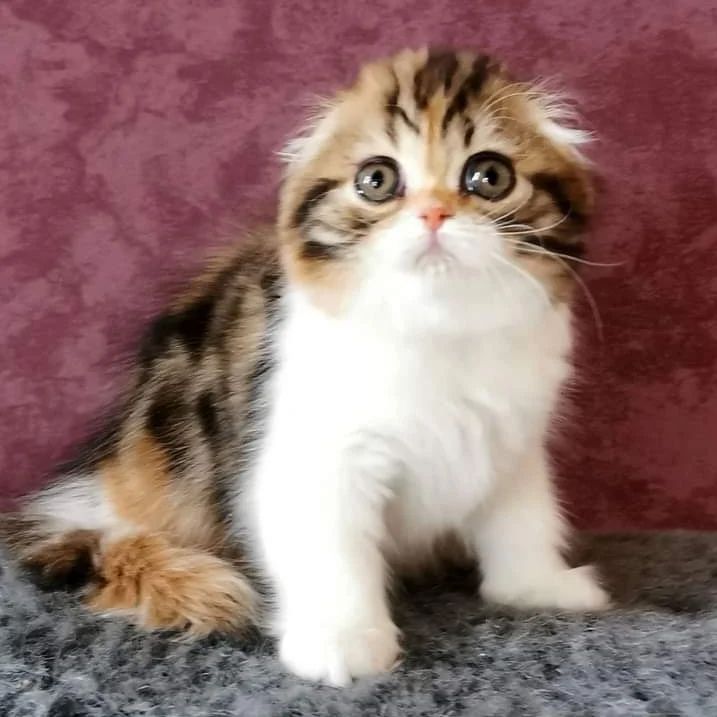 Вислоухие шотландские котята в LOOKY — фото 3