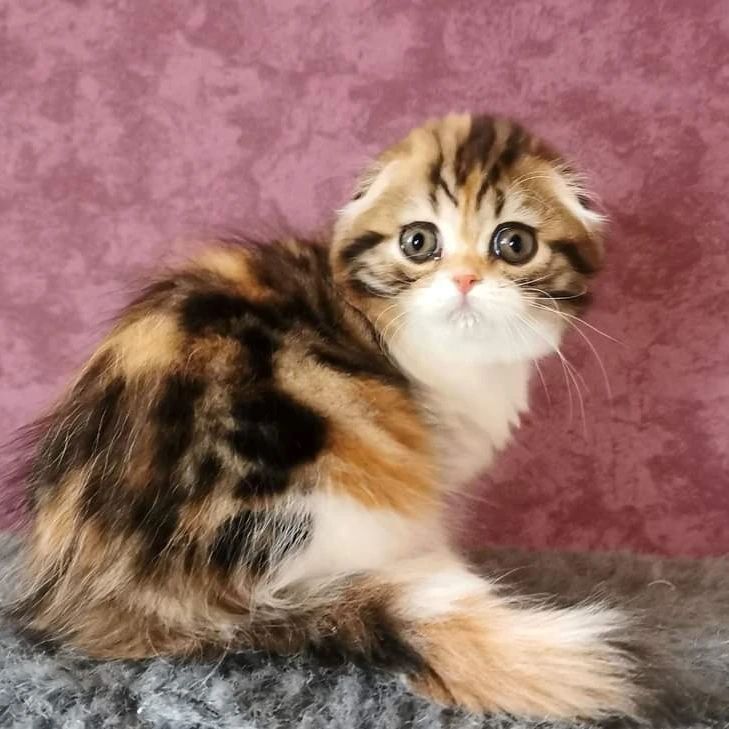 Вислоухие шотландские котята в LOOKY — фото 2
